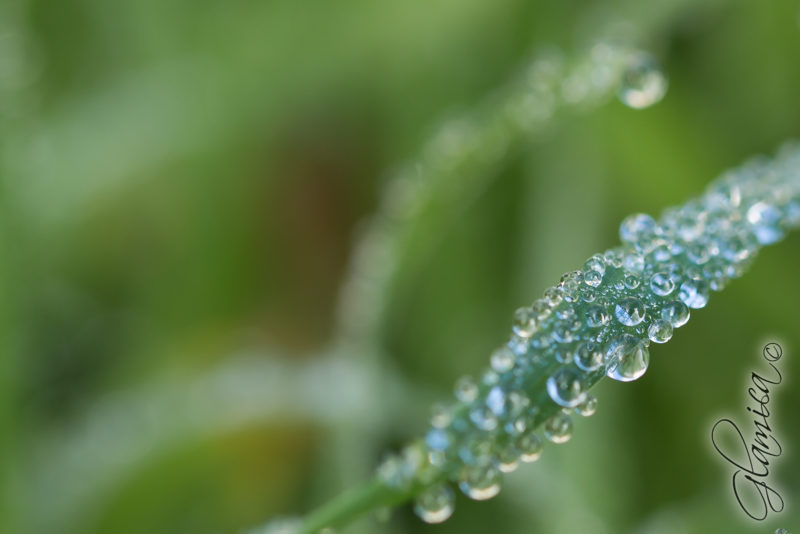 Photo abstrait de gouttes d'eau sur une herbe